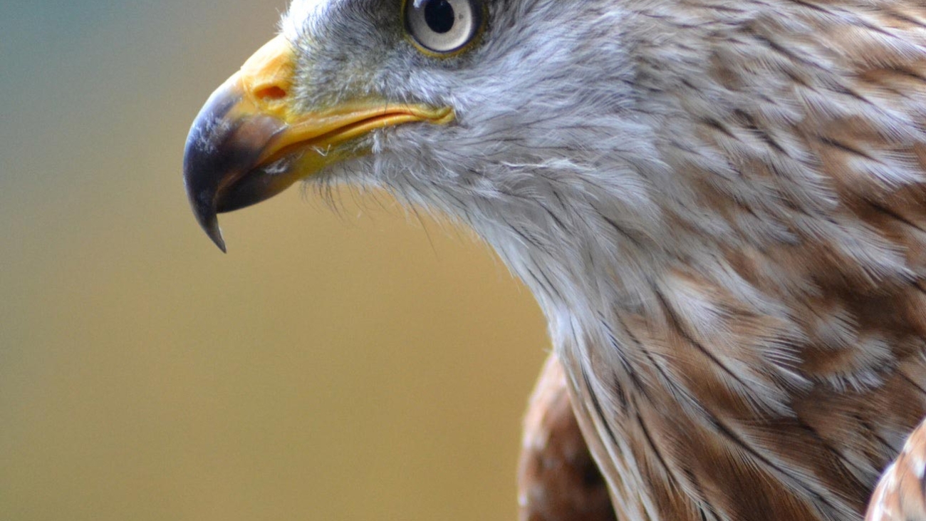 blog-thumb-eagle